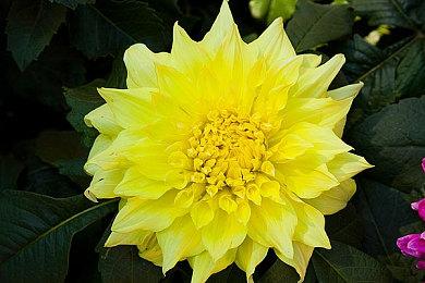 4280元！《仙剑奇侠传七》雕像天魔女-魁予开定